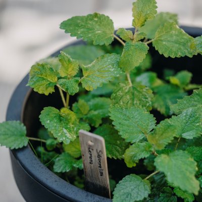 Citronmeliss, Lemona, Ekologisk