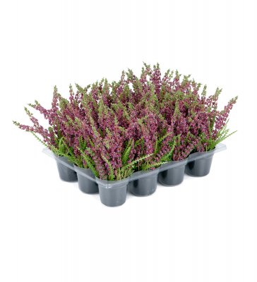 Ljung Lila 18cm