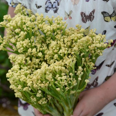 Bukettblomkål Blumini F1