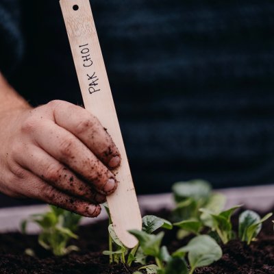 Kål, Pak Choi, Summer Breeze F1