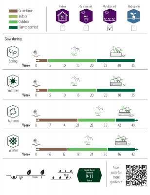 Palsternacka White Gem