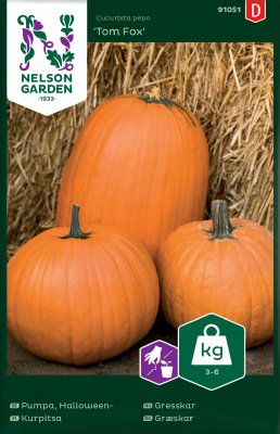 Pumpa, Halloween-, Tom Fox