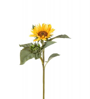 Solros Gul 70cm