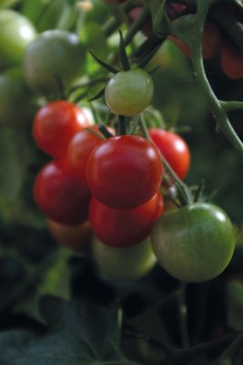 Busktomat Baby Boomer F1