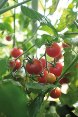 Busktomat Baby Boomer F1