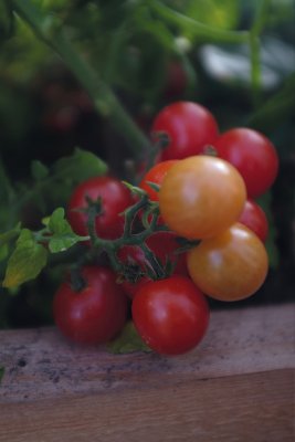 Kruktomat Veranda Red F1