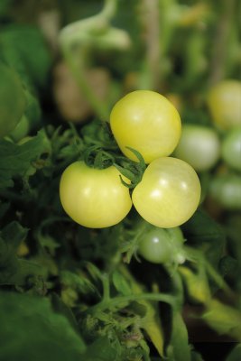 Kruktomat Balconi Yellow