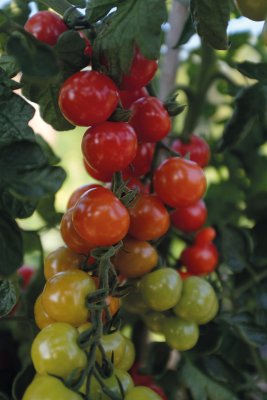 Tomat Rubylicious F1