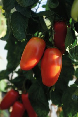 Plommontomat Agro F1, Ekologisk