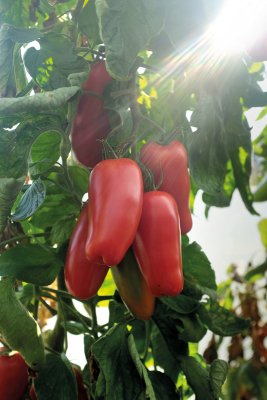 Plommontomat Agro F1, Ekologisk