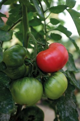 Bifftomat Rose Crush F1