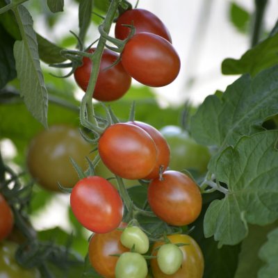 Körsbärstomat Krebs Aura F1