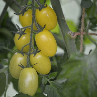 Plommontomat Krebs Lemon Drops F1