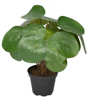 Elefantöra Grön 25cm