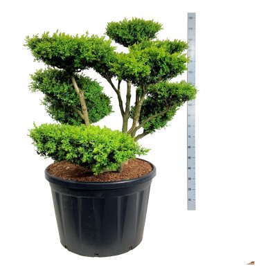 Buxbom Bonsai