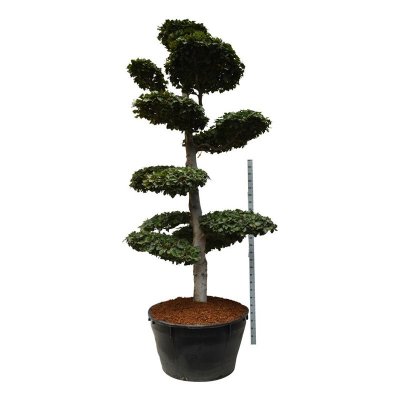 Bok Bonsai