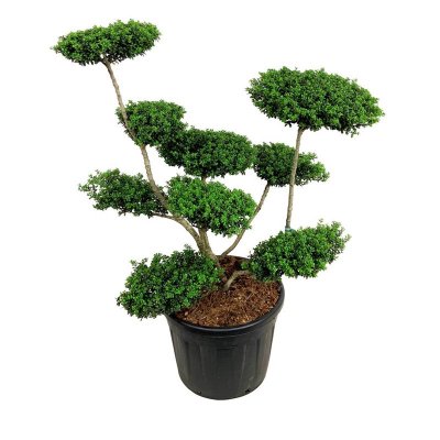 Ilex crenata Convexa