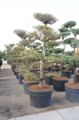 Sydbok Bonsai