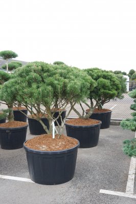 Pinus mugo