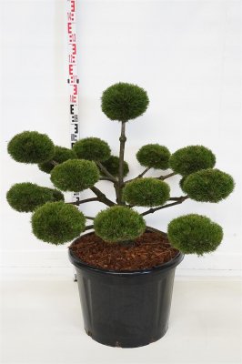 Svarttall Bonsai