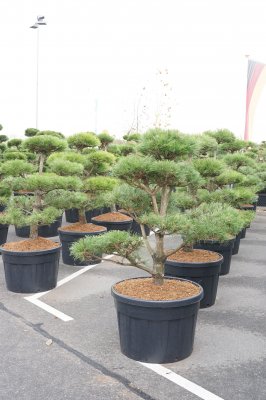 Svarttall Bonsai