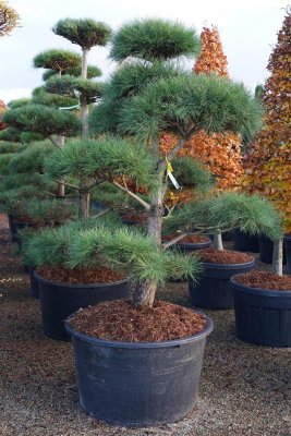 Svarttall Bonsai
