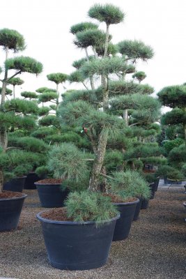 Svarttall Bonsai