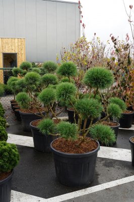 Skogstall Bonsai