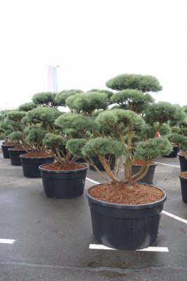 Skogstall Bonsai
