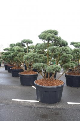 Skogstall Bonsai