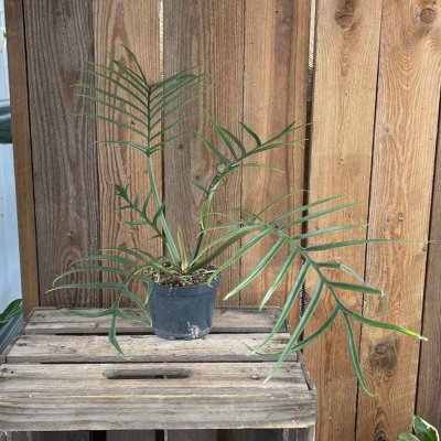 Philodendron Tortum