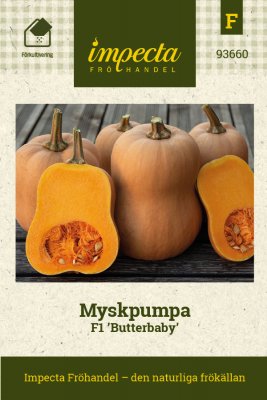Pumpa, Mysk-, Butterbaby F1