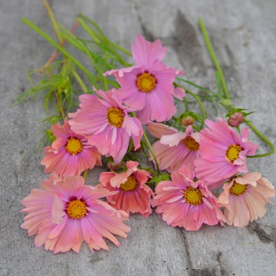 Rosenskära, Apricotta