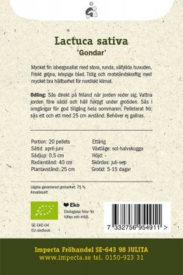 Sallat, Isbergs-, 'Gondar', Ekologisk