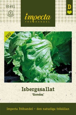 Sallat, Isbergs-, 'Gondar', Ekologisk