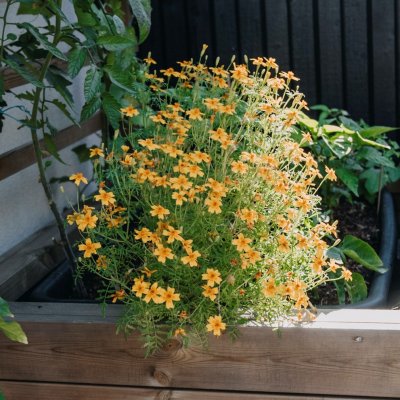 Tagetes, Liten, Lemon Star