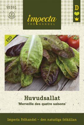 Sallat, Huvud-, 'Merveille Des Quatre Saisons', Ekologisk