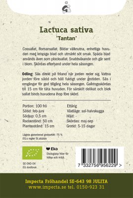 Sallat, Bind-, 'Tantan', Ekologisk