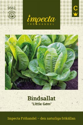 Sallat, Bind-, Little Gem