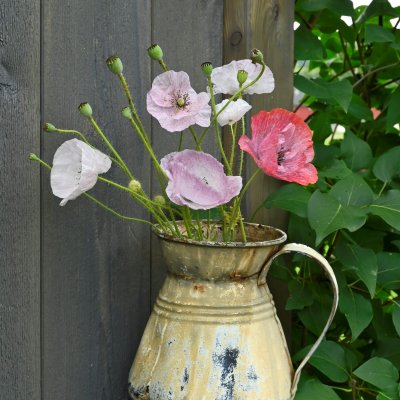 Vallmo, Korn-, Mother of Pearl