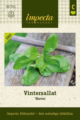 Sallat, Vinter-/Maché-, 'Baron', Ekologisk