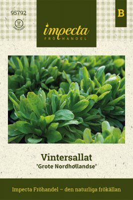 Sallat, Vinter-, Grote Nordhollandse