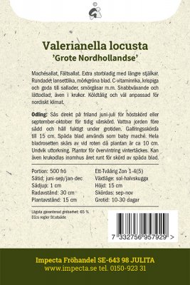 Sallat, Vinter-, Grote Nordhollandse