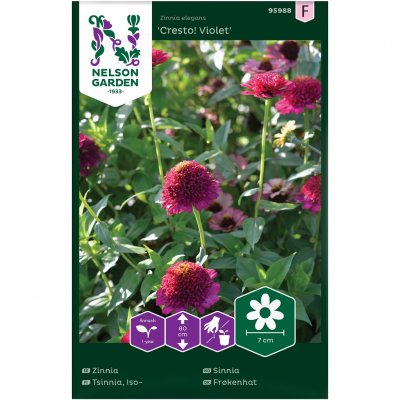 Zinnia, Cresto! Violet