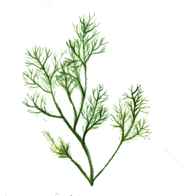Dill