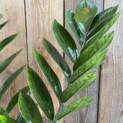Zamioculcas zamiifolia Raven
