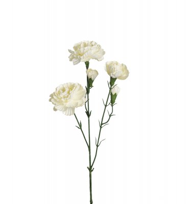 Elegansnejlika Vit 65cm