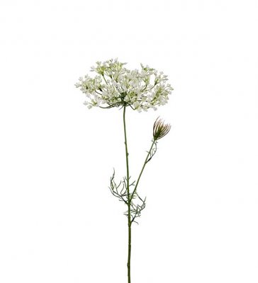 Allium Vit 70cm