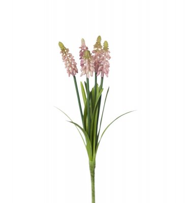 Pärlhyacint Rosa 30cm