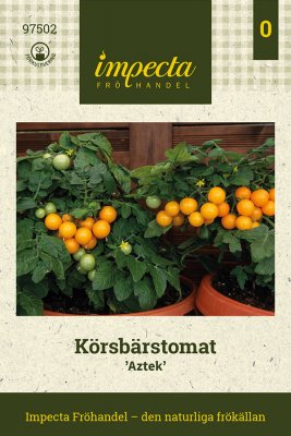 Körsbärstomat Aztek